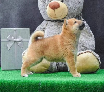 tenci Shiba inu